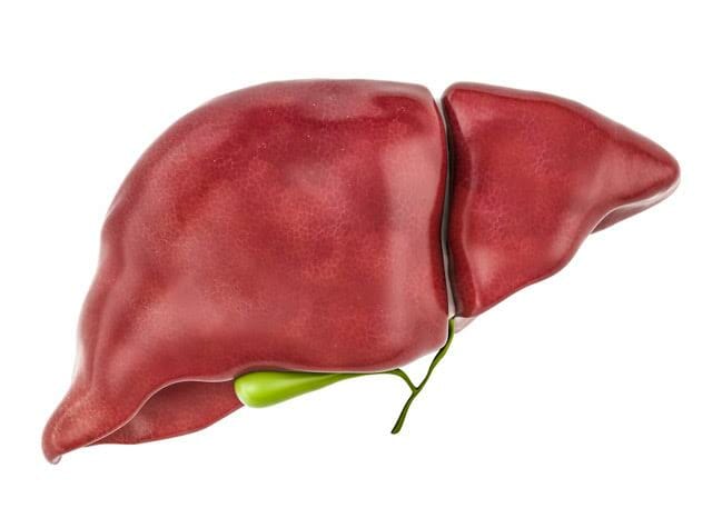 Healthy human liver with gallbladder, 3D rendering isolated on white background